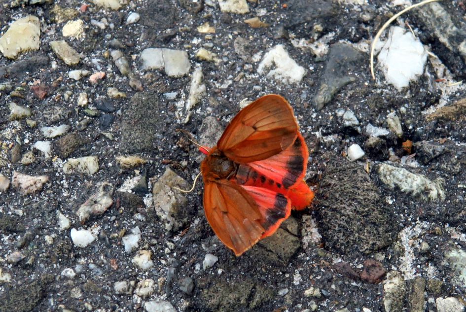 Wie kent dit vlindertje?